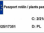  Irys, Kosacies 'Iris pseudacorus' Niebieski  - zdjęcie duże 2