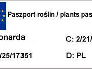  Pysznogłówka ogrodowa  'Monarda' Blue mon  - zdjęcie duże 2