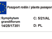  Żywokost Wielkokwiatowy 'Symphytum grandiflorum'  - zdjęcie duże 2