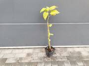  Hibiskus Bagienny 'Hibiscus moscheutos' Burgundy Velvet  - zdjęcie duże 3