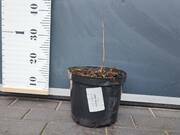  Hibiskus Bagienny 'Hibiscus moscheutos' Holy Grail  - zdjęcie duże 2