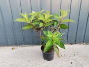  Hortensja Bukietowa 'Hydrangea panikulata' Magical candle  - zdjęcie duże 2