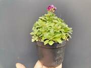  Żagwin 'Aubrieta cultorum' Audrey Purple Shades  - zdjęcie duże 2