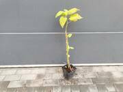  Hibiskus Bagienny 'Hibiscus moscheutos' Watermelon Ruffles  - zdjęcie duże 3