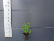  Kłosowiec 'Agastache' Kudos Coral  - zdjęcie duże 1