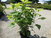  Hortensja Ogrodowa 'Hydrangea macrophylla' Eclipse  - zdjęcie duże 2