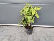  Hortensja Drzewiasta 'Hydrangea arborescens' Marshalmallow  - zdjęcie duże 2