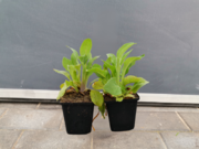  Naparstnica 'Digitalis'  Dottie white  - zdjęcie duże 2