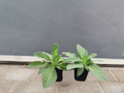  Dziewana ' Verbascum' Plum smokey  - zdjęcie duże 2