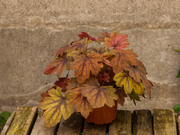  Żuraweczka 'Heucherella' Sweet tea  - zdjęcie duże 1