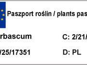  Dziewana ' Verbascum' Plum smokey  - zdjęcie duże 1