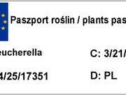  Żuraweczka 'Heucherella' Sweet tea  - zdjęcie duże 2