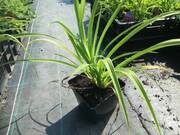  Liliowiec 'Hemerocallis' Janson salter  - zdjęcie duże 2