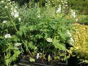  Ostróżka Ogrodowa 'Delphinium' Galahad  - zdjęcie duże 2