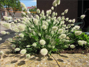  Dmuszek jajowaty 'Lagurus' Bunny tails  - zdjęcie duże 1