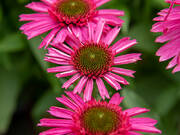  Jeżówka 'Echinacea' Delicious Candy  - zdjęcie duże 1
