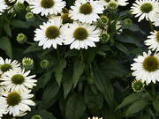  Jeżówka 'Echinacea' Pearl White  - zdjęcie duże 1