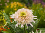  Jeżówka 'Echinacea' Cherry Fluff  - zdjęcie duże 1