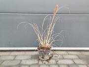  Rozplenica 'Pennisetum Alopecuroides' Rubrum  - zdjęcie duże 1