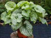  Brunnera, Alexander's Great  - zdjęcie duże 1