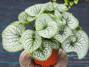  Brunnera, Sea Heart  - zdjęcie duże 1