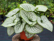  Brunnera, Silver Heart  - zdjęcie duże 1