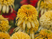  Jeżówka 'Echinacea' Lemon Drop  - zdjęcie duże 1