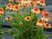  Jeżówka 'Echinacea' Supreme Cantaloup  - zdjęcie duże 1