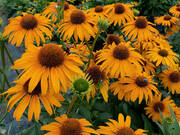  Jeżówka 'Echinacea' Skipper Honey  - zdjęcie duże 1