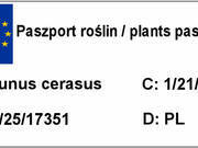  Wiśnia kolumnowa 'Cerasus' Łutówka  - zdjęcie duże 1