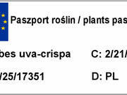  Agrest Pienny Czerwony 'Ribes uva- crispa' Hinomakirot   - zdjęcie duże 1