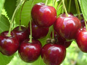  Czereśnia karłowa 'prunus avium' Kordia  - zdjęcie duże 1