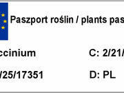 Borówka Amerykańska 'Vaccinium corymbosum' Chanticler  - zdjęcie duże 1