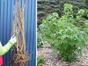  Porzeczka krzaczasta Biała 'Ribes niveum' Blanka  - zdjęcie duże 2
