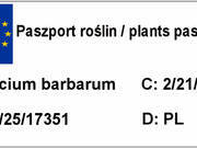  Jagoda 'Lycium barbarum' Goji  - zdjęcie duże 1