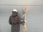  Porzeczka Pienna  Czarna 'Ribes nigrum' Ben Alder  - zdjęcie duże 2