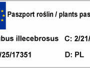  Malinotruskawka 'Rubus illecebrosus ' Ponętna  - zdjęcie duże 1