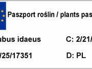  Malina Purpurowa-Fioletowa 'Rubus ideaus L'   - zdjęcie duże 1