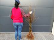  Grusza karłowa 'Pyrus communis' Bera Hardy  - zdjęcie duże 3