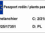  Świdośliwa 'Amelanchier ' Martin  - zdjęcie duże 1