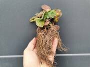  Truskawki Zestaw 12szt. 'Fragaria ananasa' Honeyo   - zdjęcie duże 2