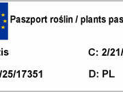  Winorośl 'Vitis' Agat Doński  - zdjęcie duże 1