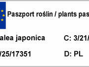  Azalia Japońska  'Rhododendron japonicum' Kermesina  - zdjęcie duże 1