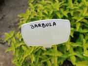  Barbula  'hint of gold' Żółty Liść  - zdjęcie duże 2