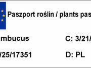  Bez Czarny  'sambucus nigra' Żółty Liść  - zdjęcie duże 1