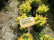  Berberys Żółty 'Berberis'  Mini Wolnorosnący   - zdjęcie duże 2