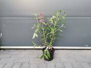  Budleja 'Buddleja daviddi '  Fioletowa  - zdjęcie duże 2