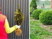  Bukszpan  'Buxus sempervirens' Ładne Sadzonki  - zdjęcie duże 2