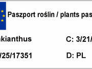  Enkiant  'Enkianthus' Dzwonkowaty  - zdjęcie duże 1