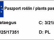  Głóg Szczepiony  'Crataegus'    - zdjęcie duże 1